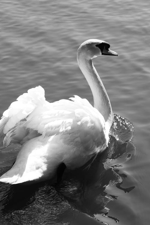 Free stock photo of blackandwhite, swan, swans Stock Photo
