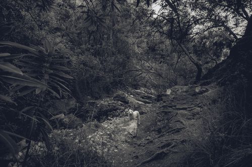 Free stock photo of bw, earth, nature Stock Photo