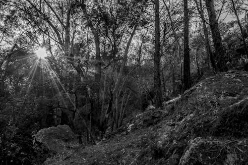 bw, 日光, 森林の無料の写真素材