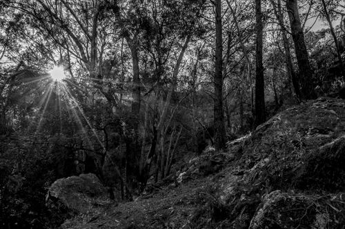 Free stock photo of bw, forest, nature Stock Photo