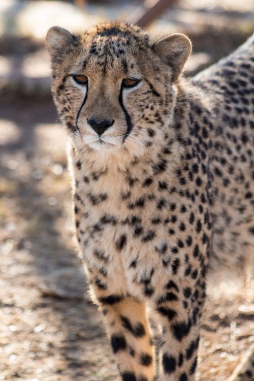 Free Close-up of a cheetah standing outdoors, displaying its distinctive spots in natural sunlight. Stock Photo