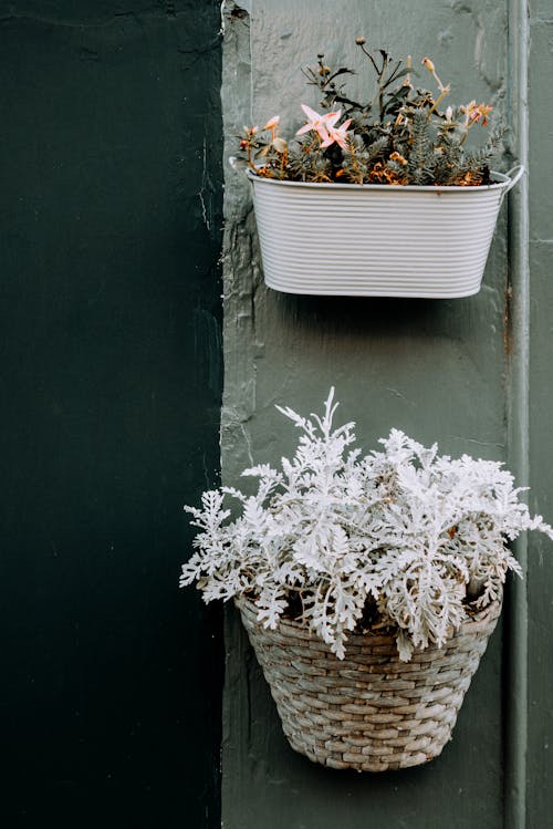 Free Decorative Plants Hanging on Wall Stock Photo
