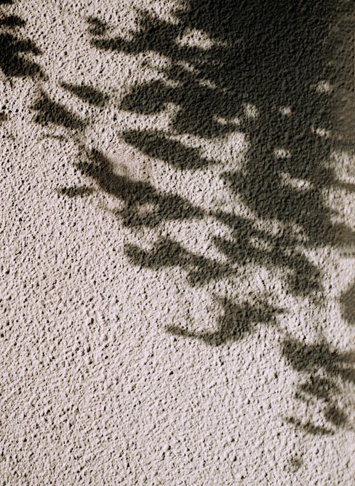 Free Shadow of Leaves on Gray Concrete Wall Stock Photo