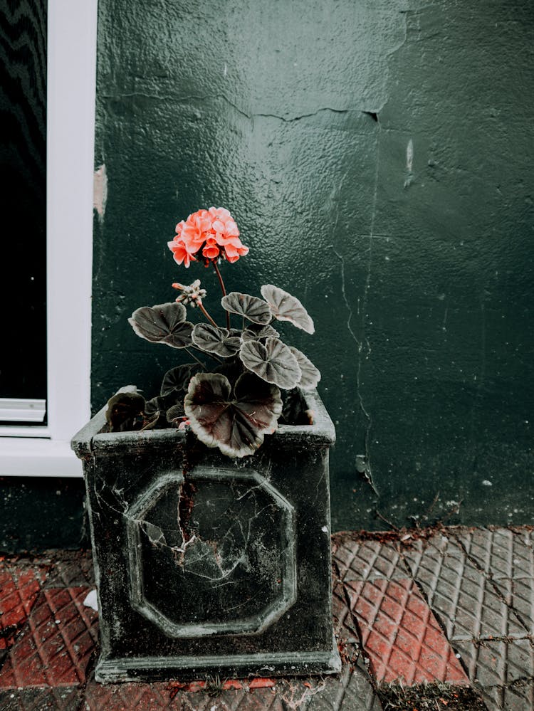 Plant With Red Flower In Green Planter