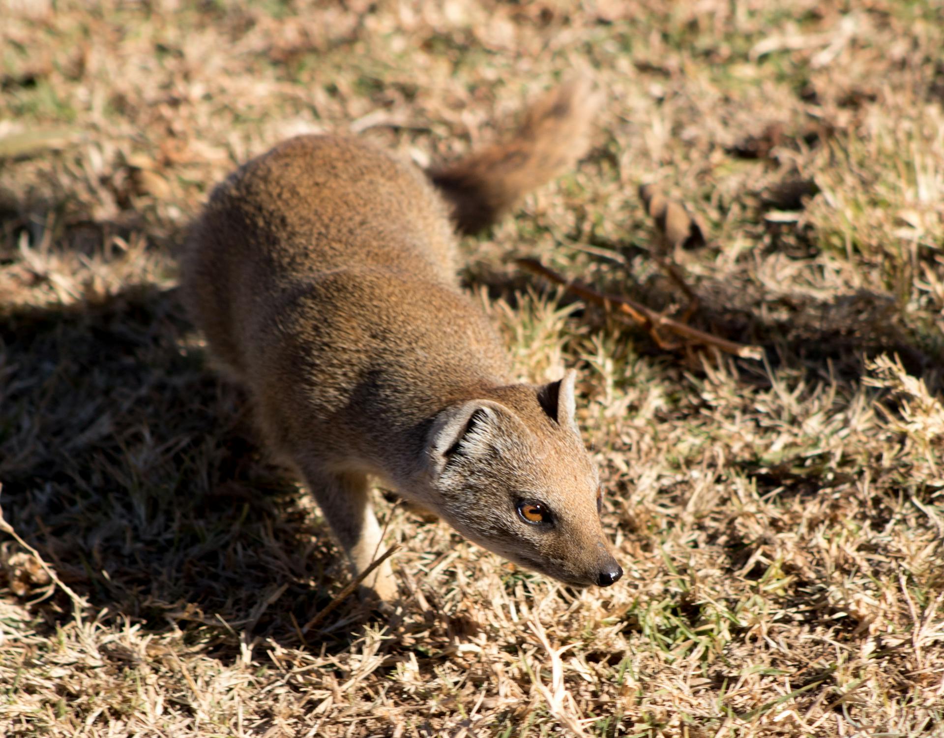 Close-up of a mongoose exploring its dry grass habitat, highlighting wildlife curiosity.