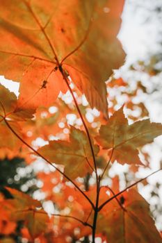 Vibrant close-up of autumn maple leaves in a park in Istanbul, showcasing fall colors.