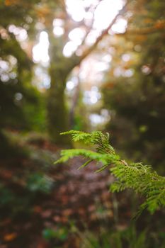 A tranquil close-up view of a fern branch surrounded by lush greenery in Istanbul's forest.