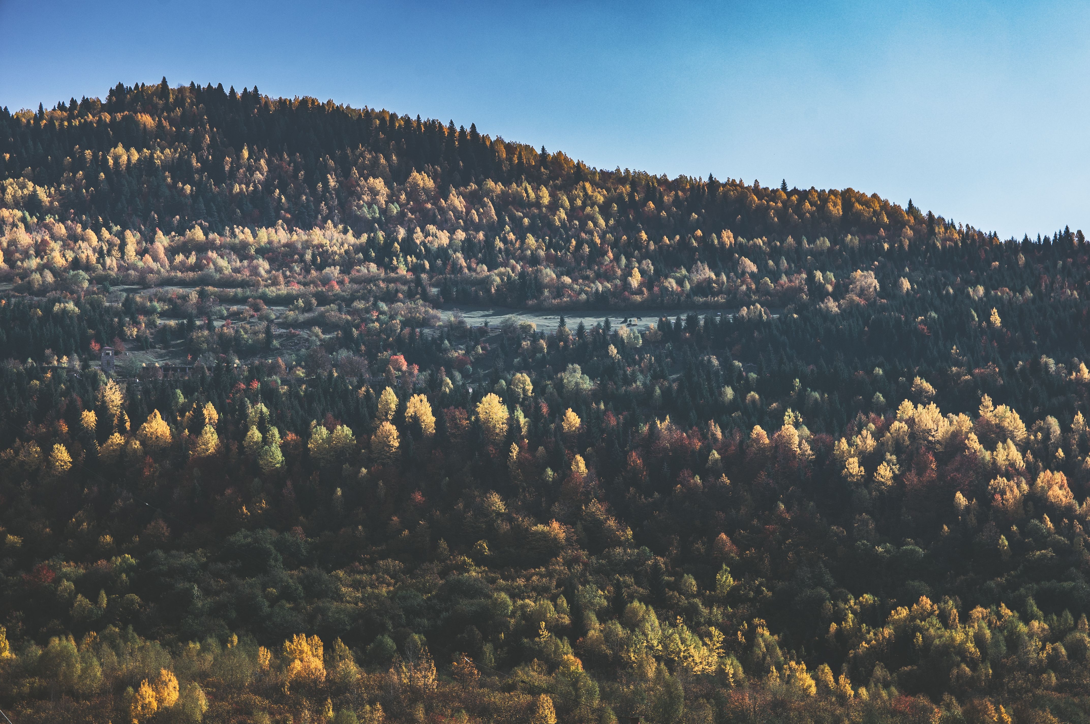 Green Trees Under the Blue Sky · Free Stock Photo