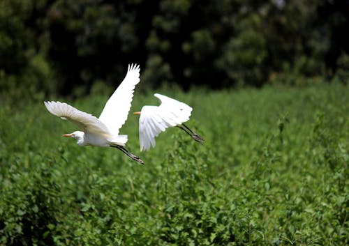 Two White Birds Above Green Leafed Trees