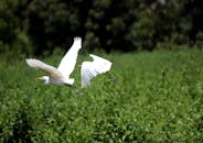 两只白鹭优雅地掠过生机盎然的绿色湿地，尽显自然的美丽与宁静