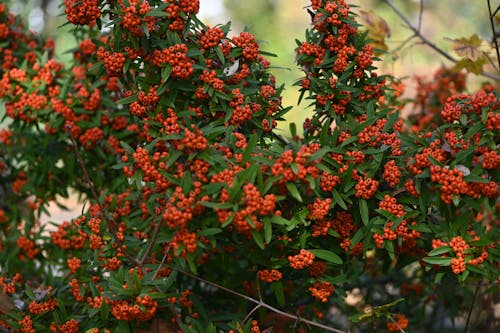 Kostenloses Stock Foto zu äste, beeren, blätter