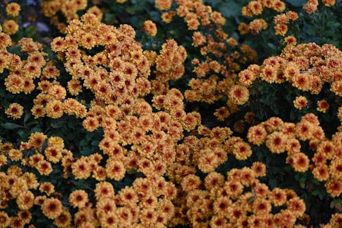 Close-Up Shot of Yellow Chrysanthemums in Bloom