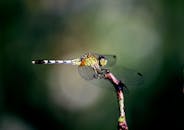 一只栖息在树枝上的小鹰，在模糊的自然背景下被清晰地拍摄下来