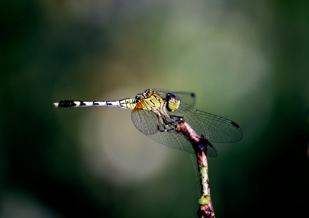 免费 绿色和灰色蜻蜓栖息在选择性聚焦摄影的灰色树枝上 素材图片