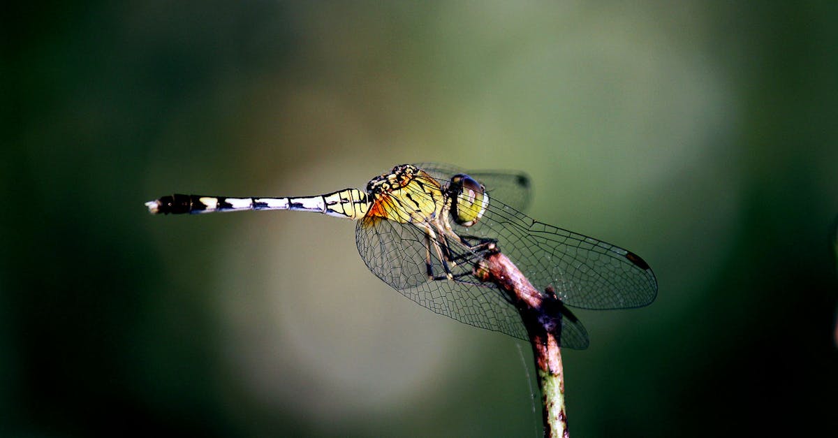 Free stock photo of animal, dragonfly, insect