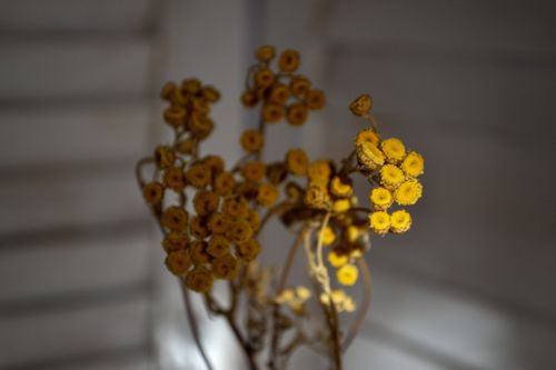 Free Delicate yellow dried flowers captured in a soft, moody setting, emphasizing natural beauty. Stock Photo