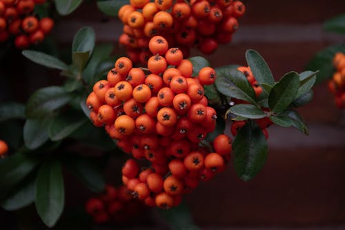 Free Close-Up Shot of Red Berries on a Tree Stock Photo