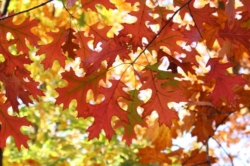 Free Close-up of colorful autumn leaves showcasing vibrant fall hues in New York. Stock Photo