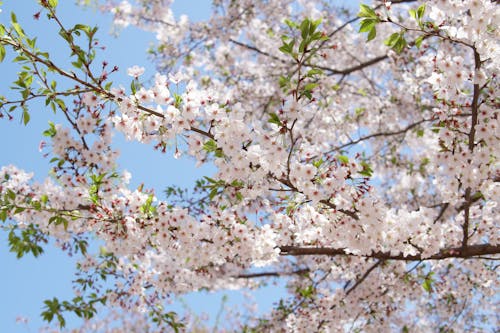 Photo of Beautiful White Cherry Blossoms in Bloom
