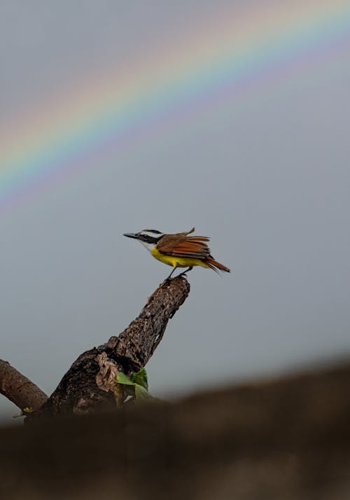 Foto d'estoc gratuïta de amant de la natura, arco iris, aus silvestres