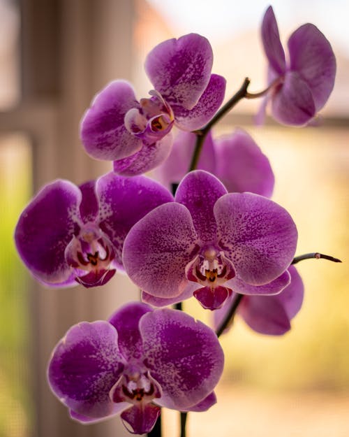 Free Purple Moth Orchids in Close-Up Photography Stock Photo
