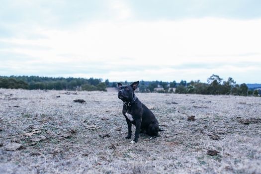 一只戴着项圈的黑色斗牛犬停在开阔的草地上，天空多云