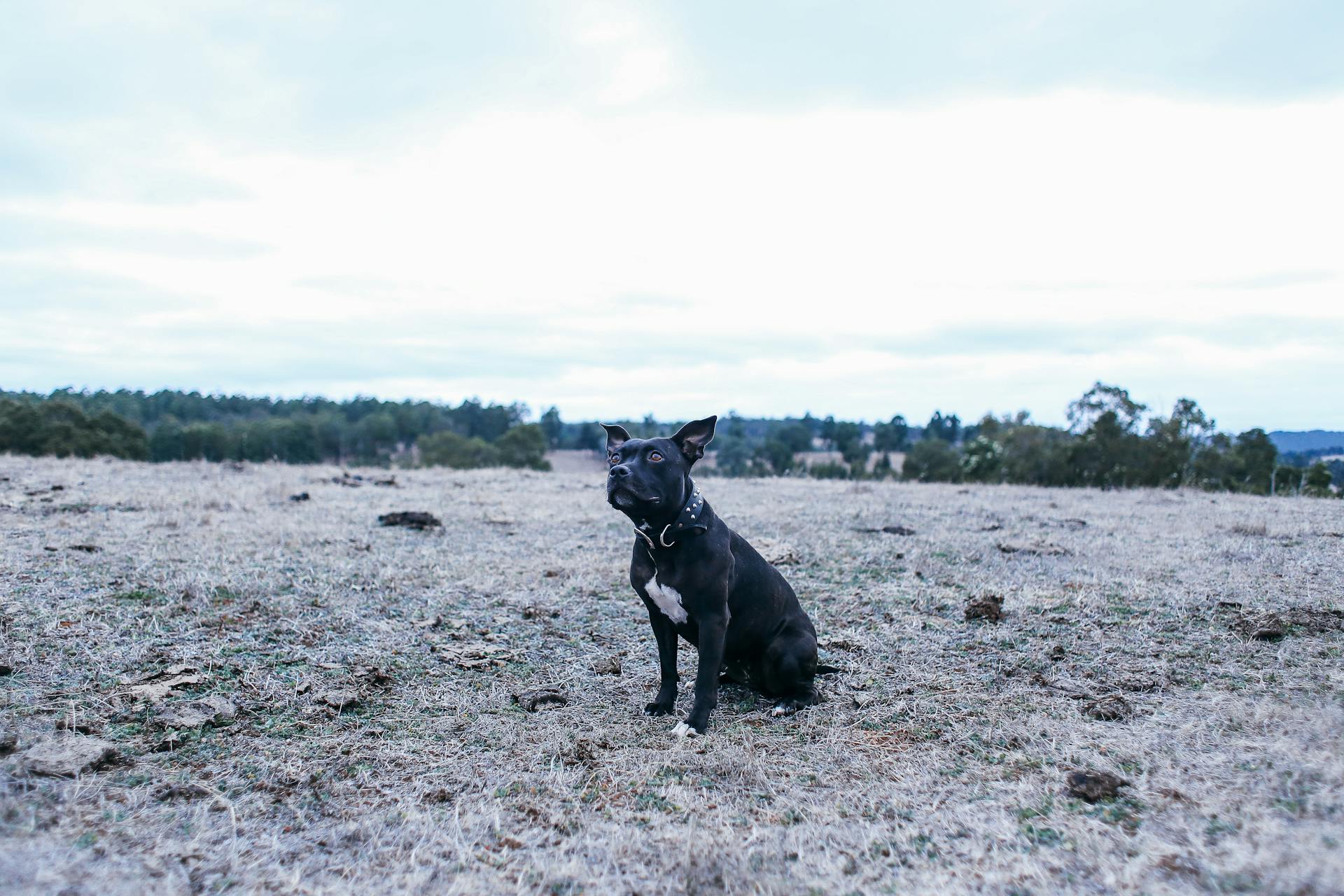 Chien de taille moyenne à manteaux courts noirs dans un champ d'herbe brune