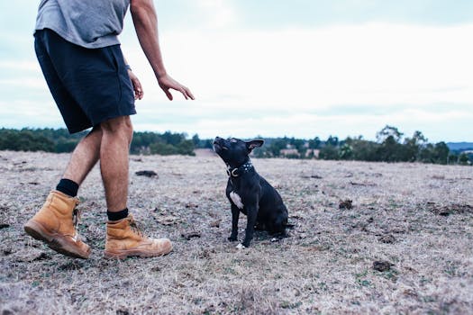 dog training behavior free stock image