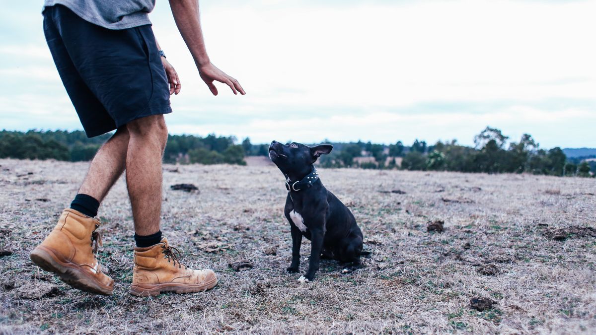 Was kostet eine Hundeschule? Kurse und echte Preisbeispiele vergleichen