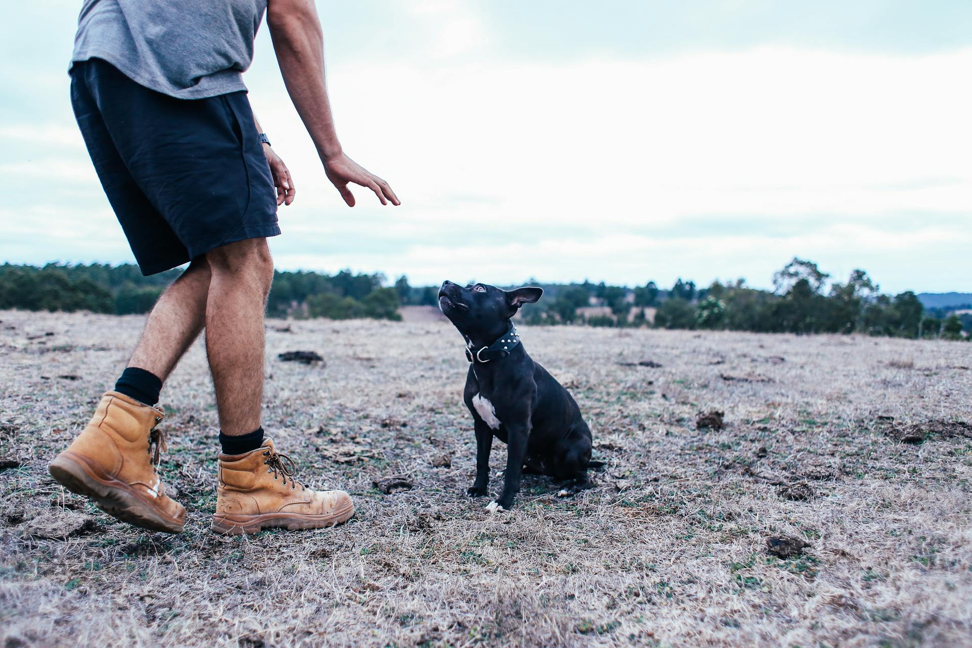 Man Teaching His Dog To Sit