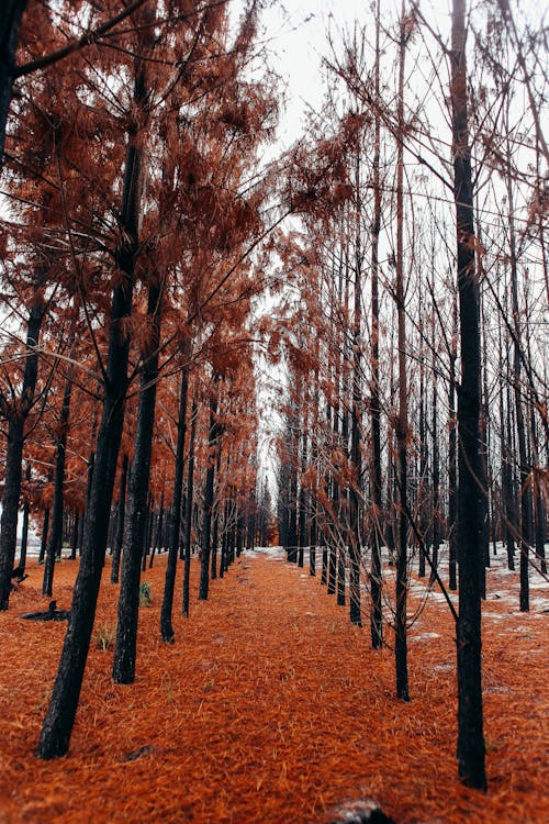 Immagine gratuita di alberi, autunno, fila