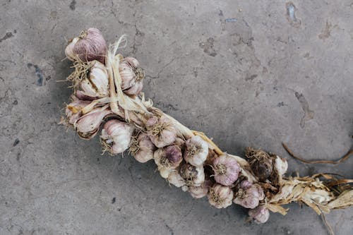 Garlic Bundle on Concrete Floor