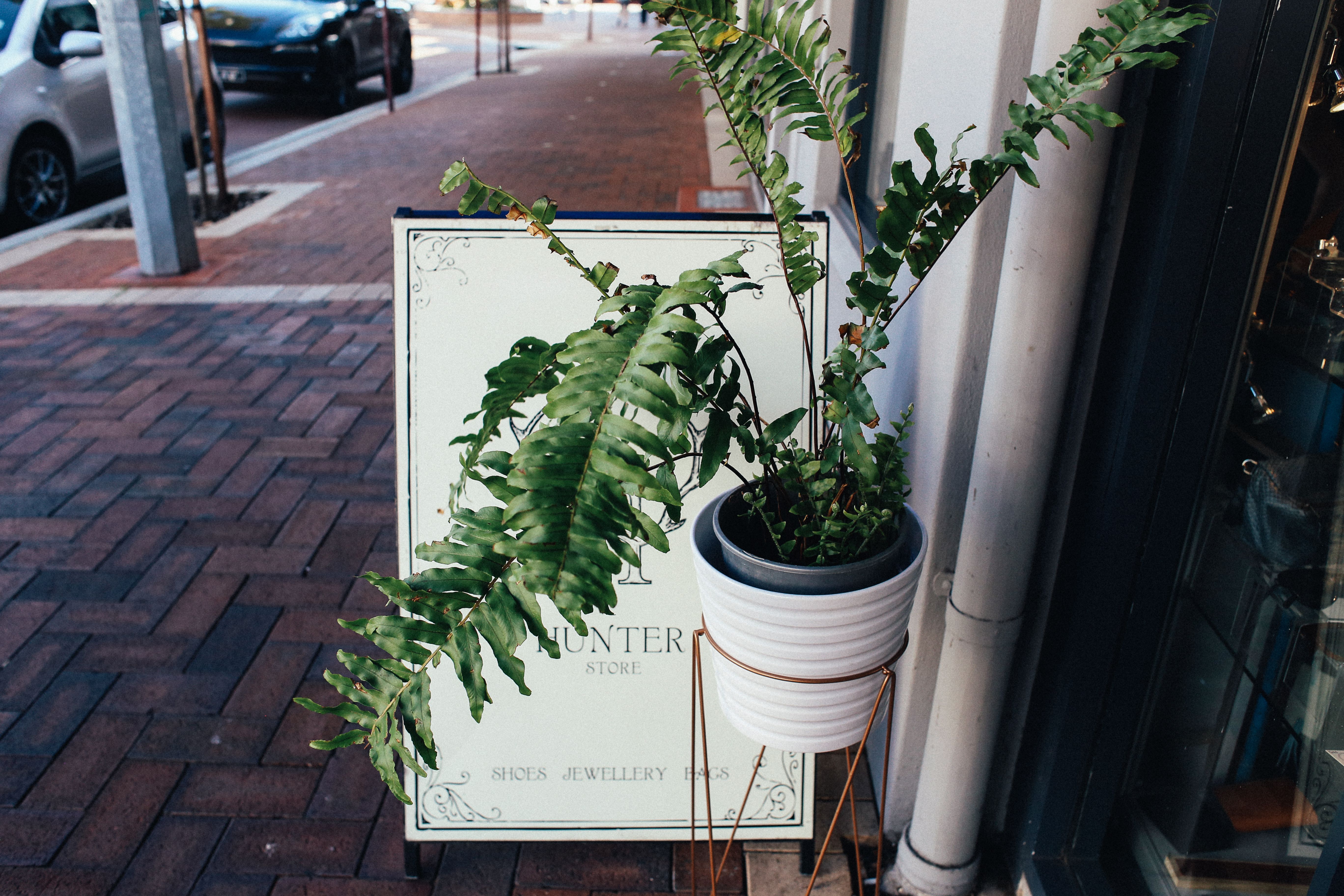 A Potted Plant on a Sidewalk · Free Stock Photo