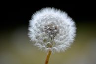 White Dandelion in Close Up Photography