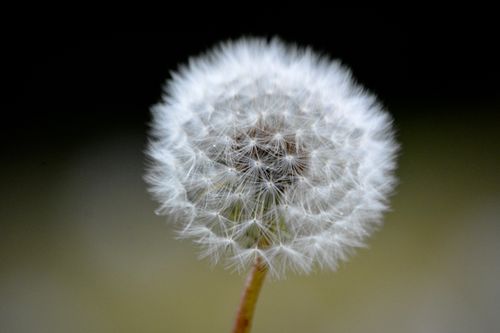 Free Macro shot of a dandelion seed head showcasing its intricate, fluffy details outdoors. Stock Photo