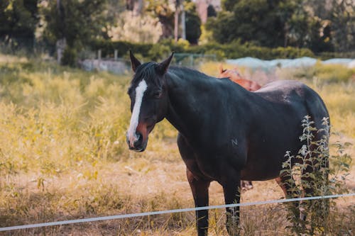 Gratis stockfoto met dierenfotografie, hengst, paard