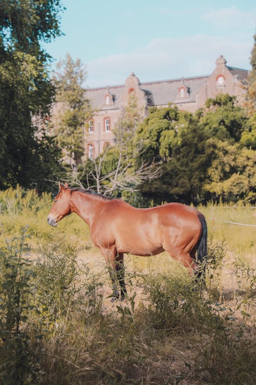 Darmowe zdjęcie z galerii z brązowy koń, fotografia zwierzęcia, grzywa