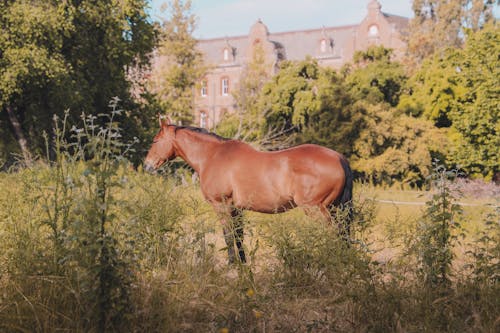 Gratis stockfoto met dierenfotografie, hengst, paard