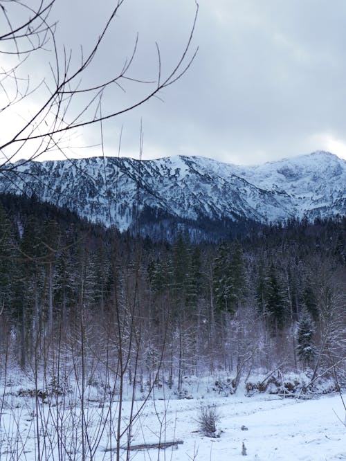 Immagine gratuita di alberi spogli, congelato, coperto di neve