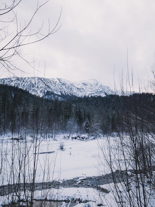 Immagine gratuita di alberi spogli, congelato, coperto di neve