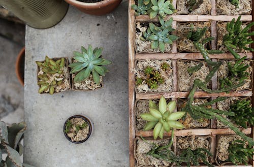 Fotobanka s bezplatnými fotkami na tému botanický, črepníky, pohľad zhora