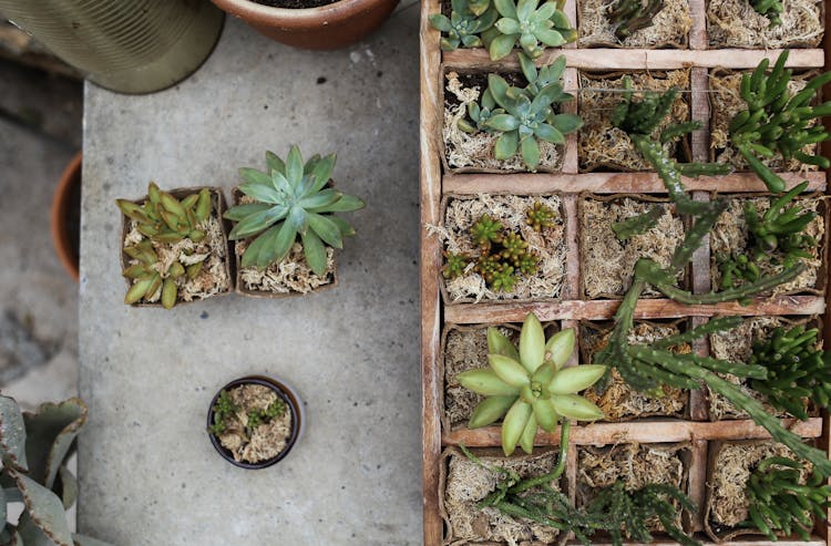 Top View Of Succulents In Pots