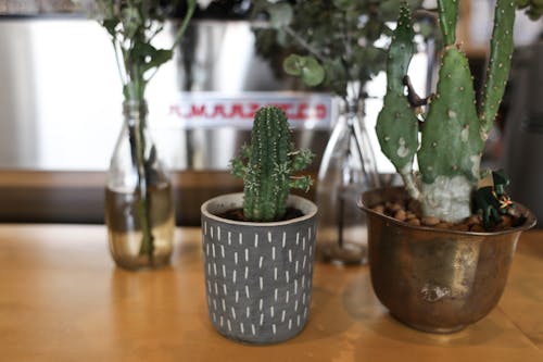 Free Potted Green Cactus Plant on Brown Wooden Table Stock Photo