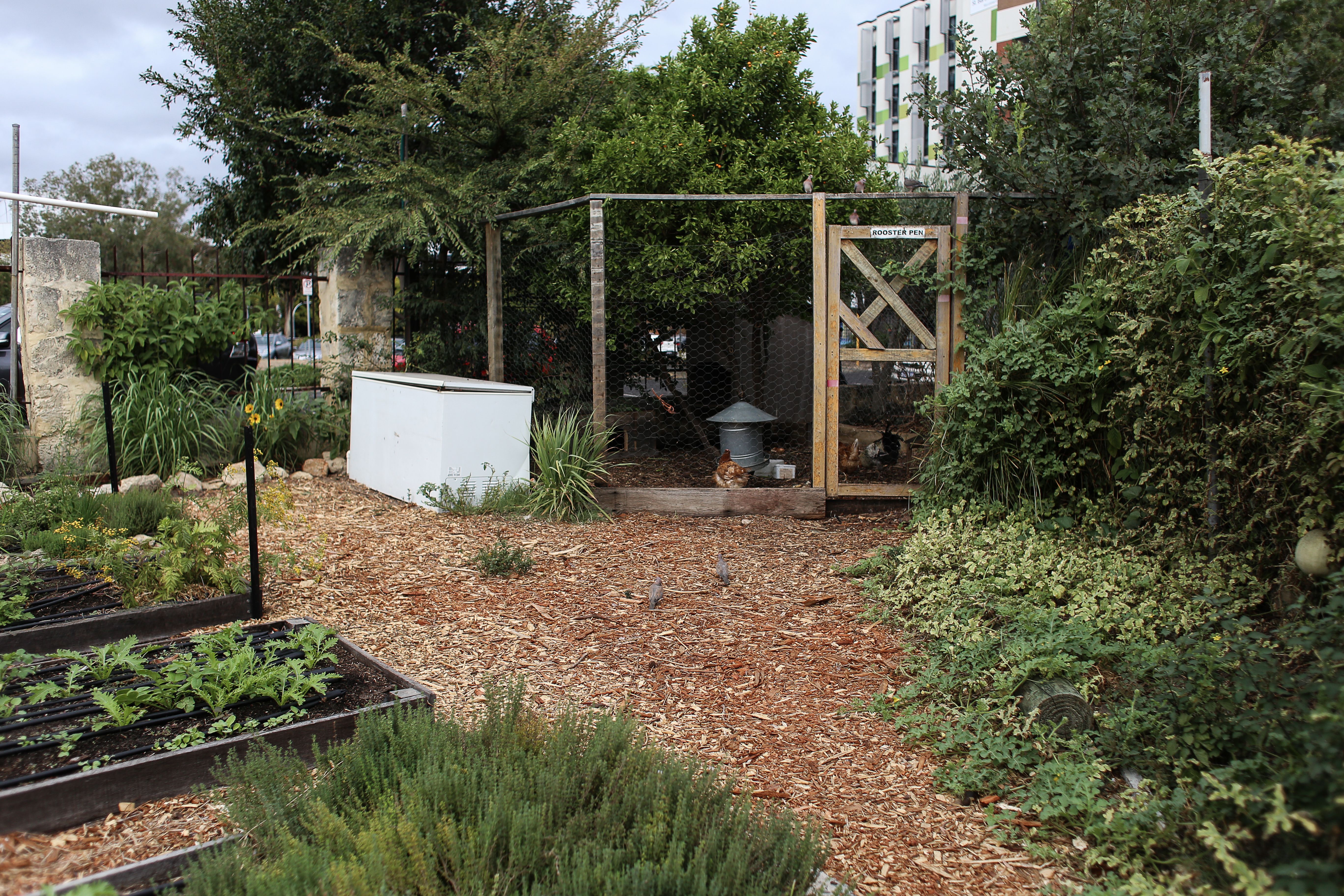 Hillsboro Village food forest San Diego
