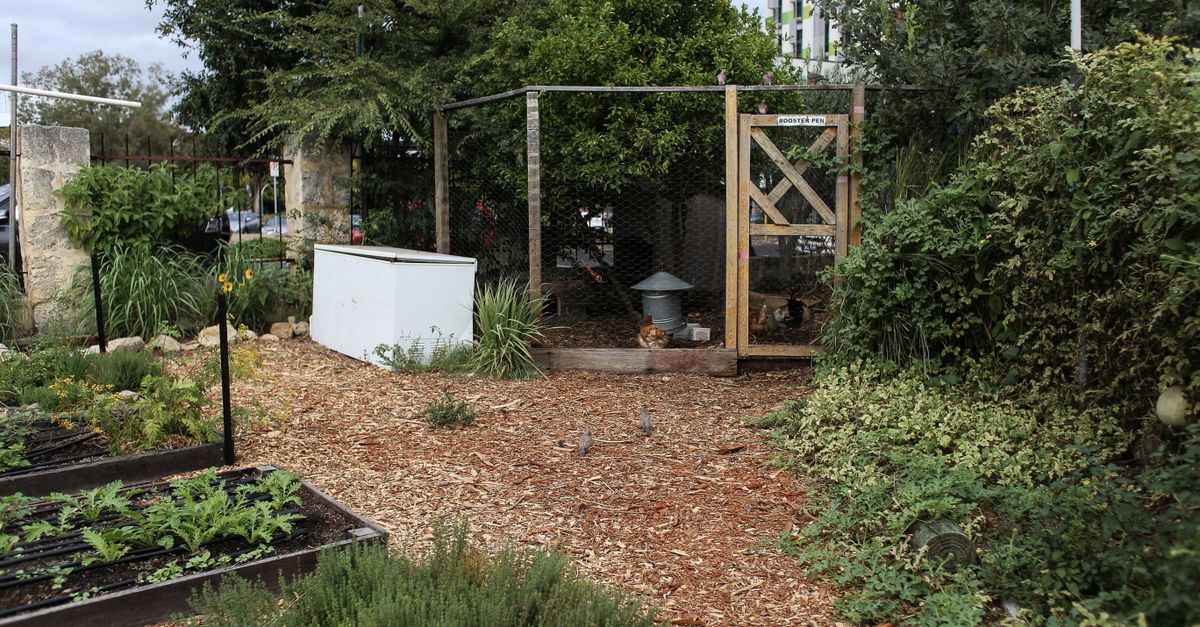 Lively urban garden featuring a chicken coop and various plants.