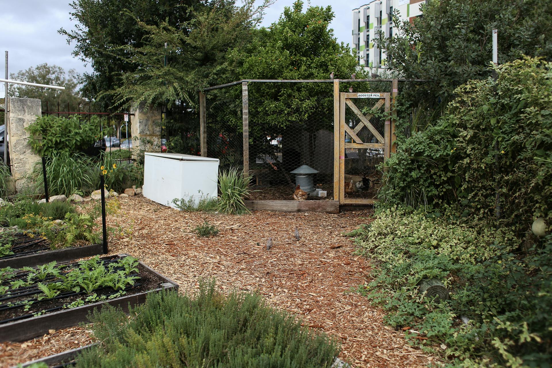 Lively urban garden featuring a chicken coop and various plants.