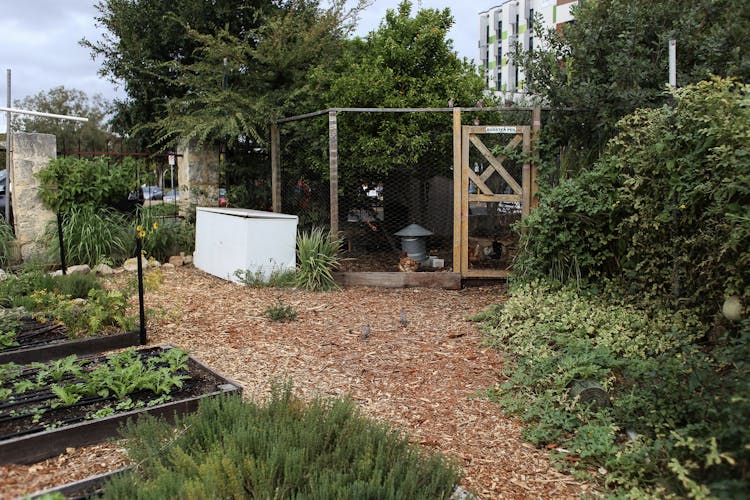 Vegetable Garden And A Chicken Shed Outside City 