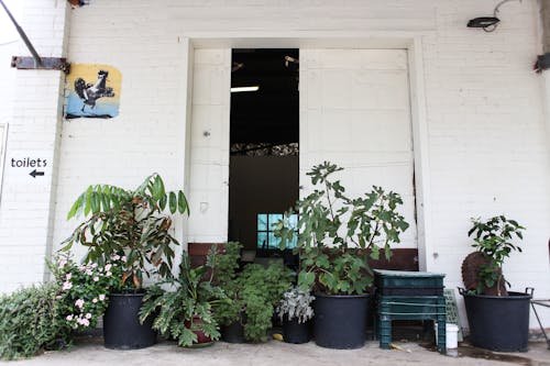 Potted Plants by the Door