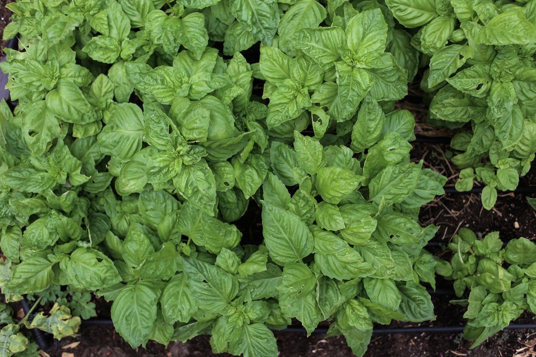Basil plants growing in open ground