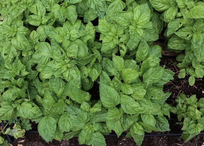 Basil Albahaka Herb - Urban Goes Green Plant Guide